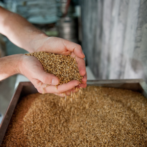 Grain for beer making